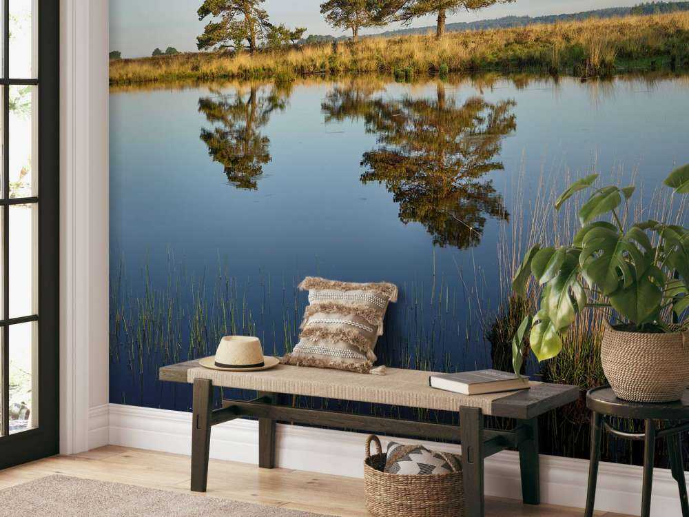 La forêt dans la lande