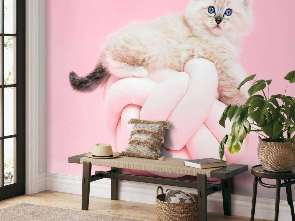 Chat blanc sur fond rose