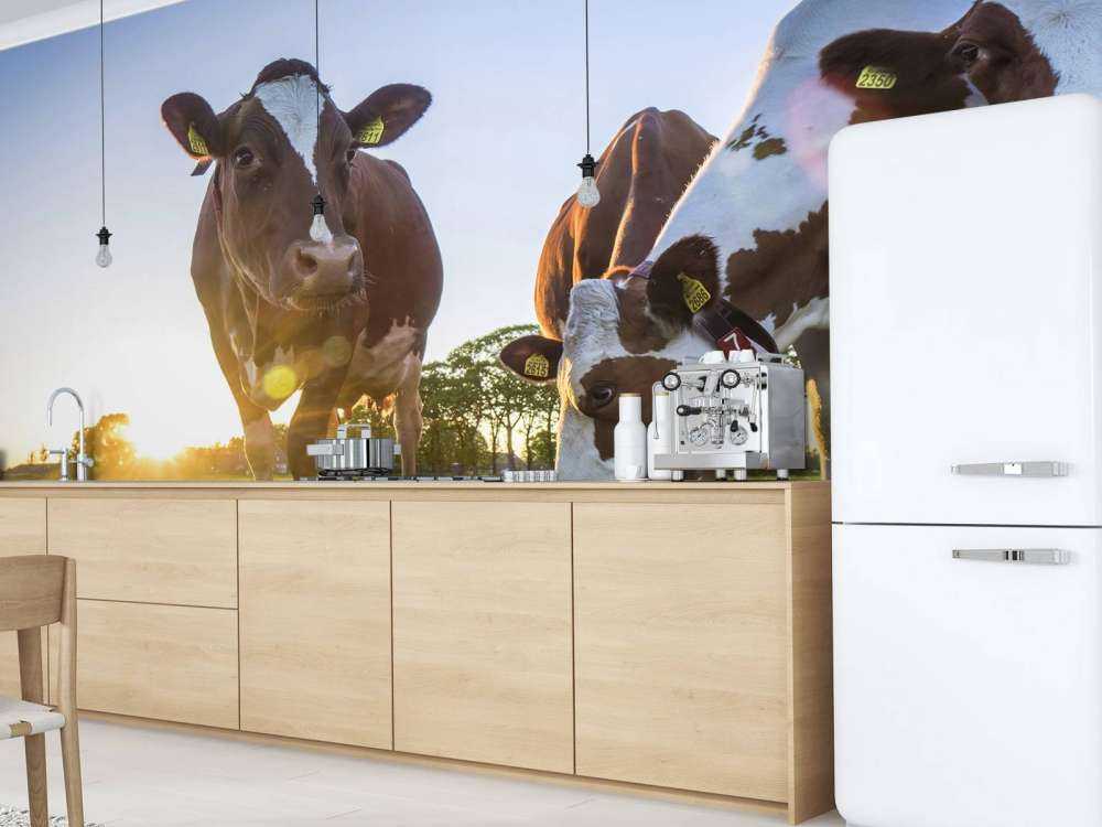 Fond d'écran des vaches