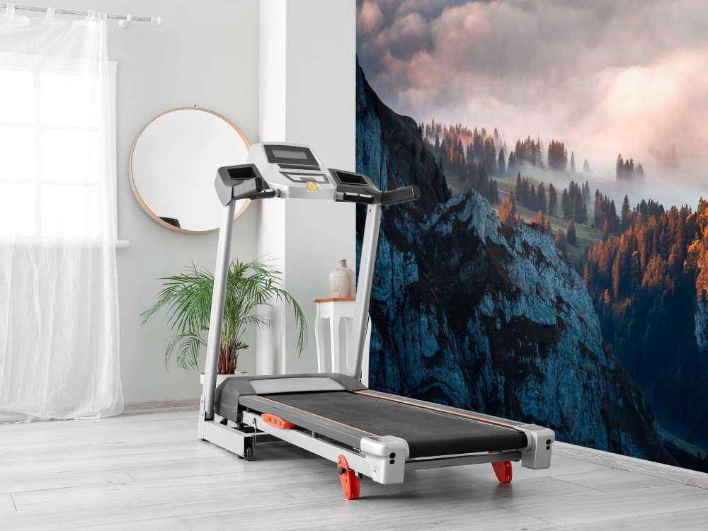 Lisière de forêt dans la brume du matin.