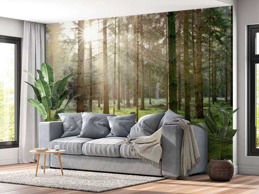 Forêt de conifères avec mousse