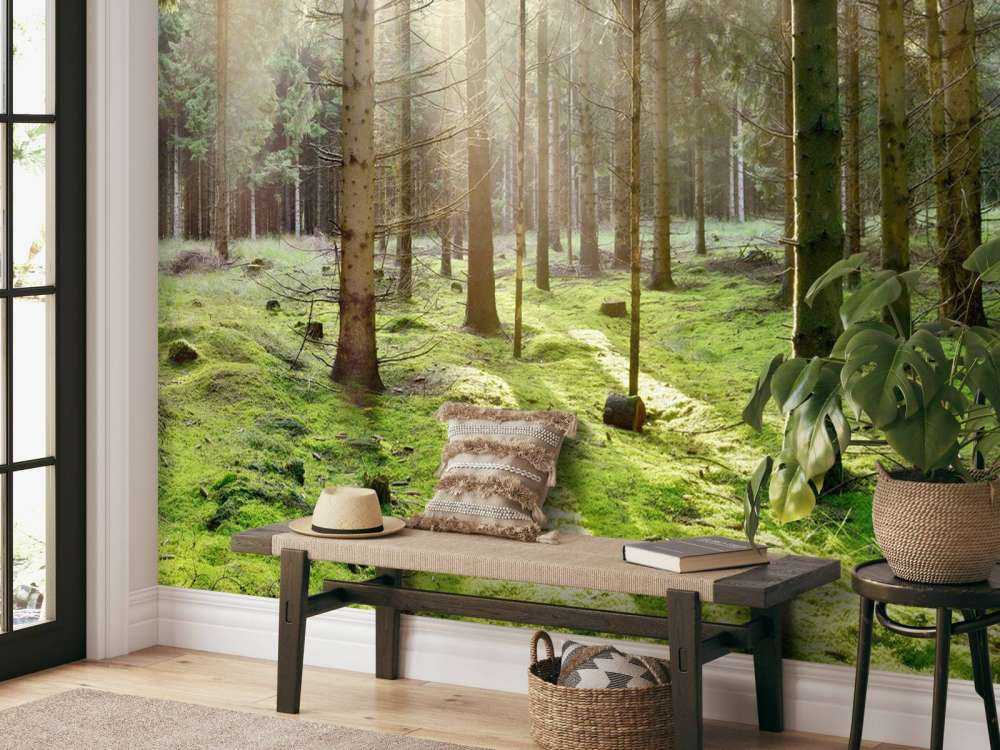 Forêt de conifères avec mousse