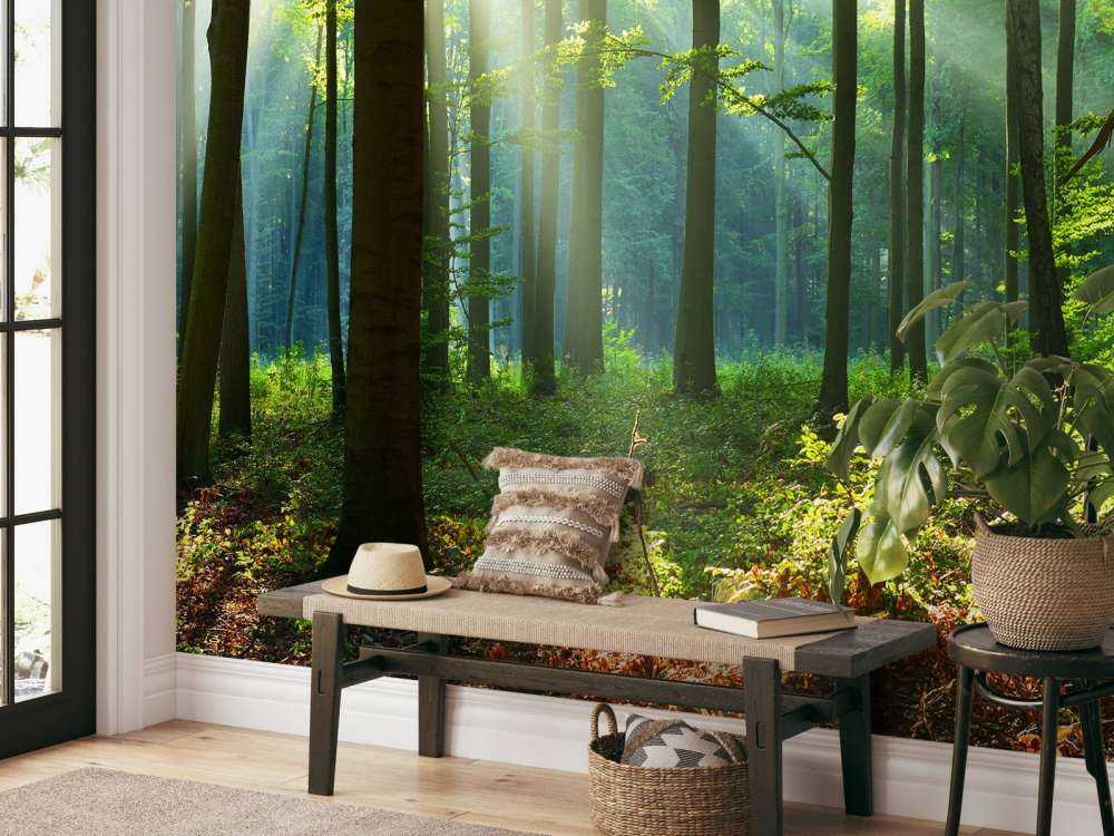 Matin dans la forêt