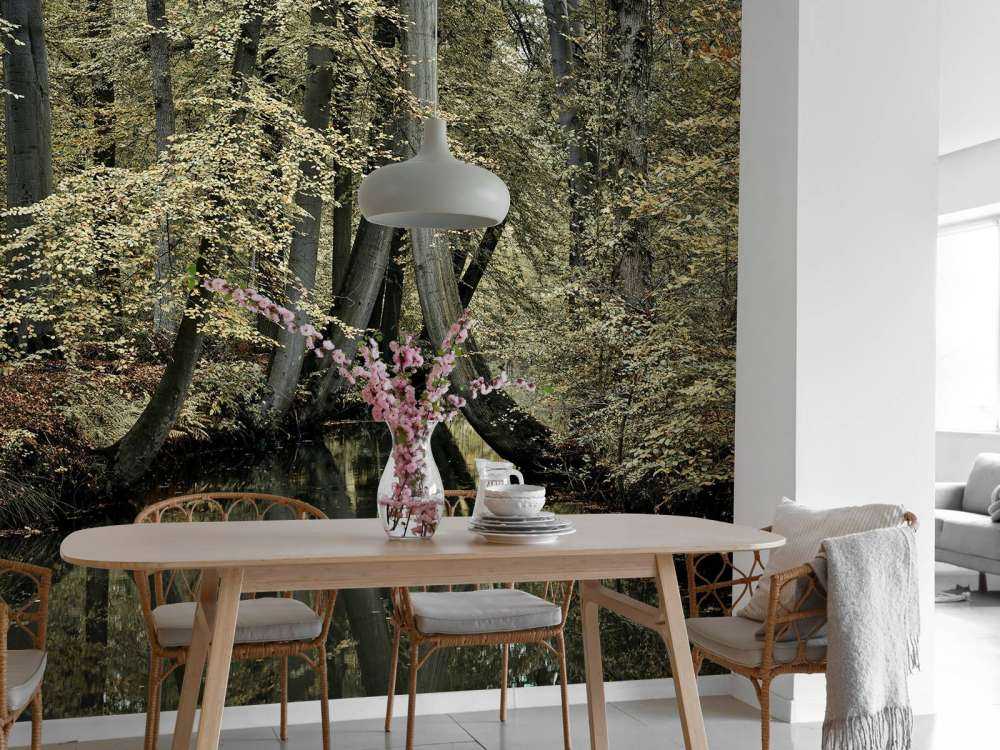 Ruisseau avec des arbres suspendus