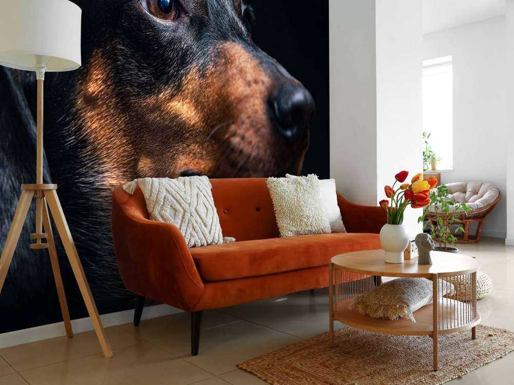 Portrait de fier teckel