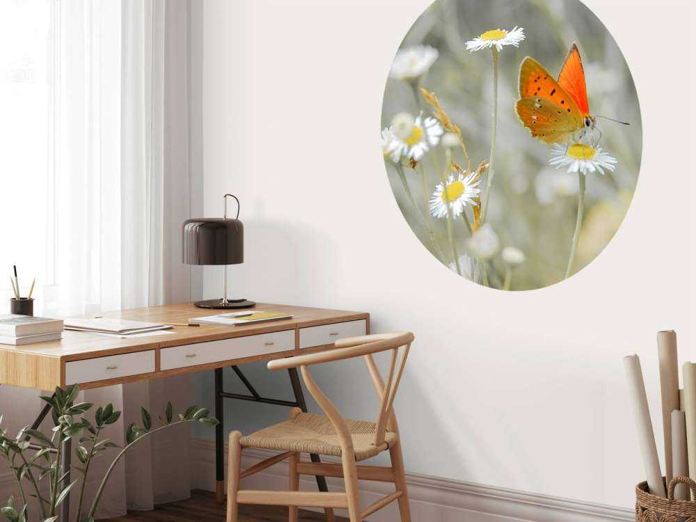 Marguerites&#x20;et&#x20;papillon&#x20;orange