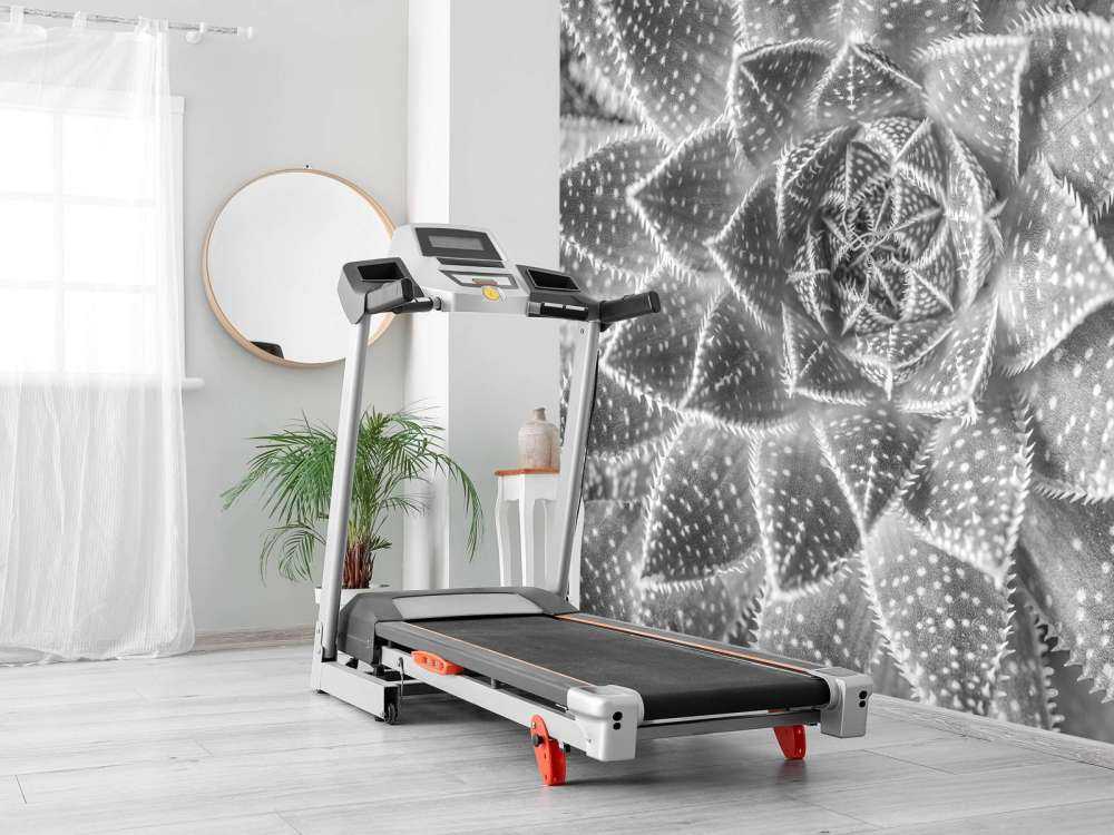 Succulente en noir et blanc