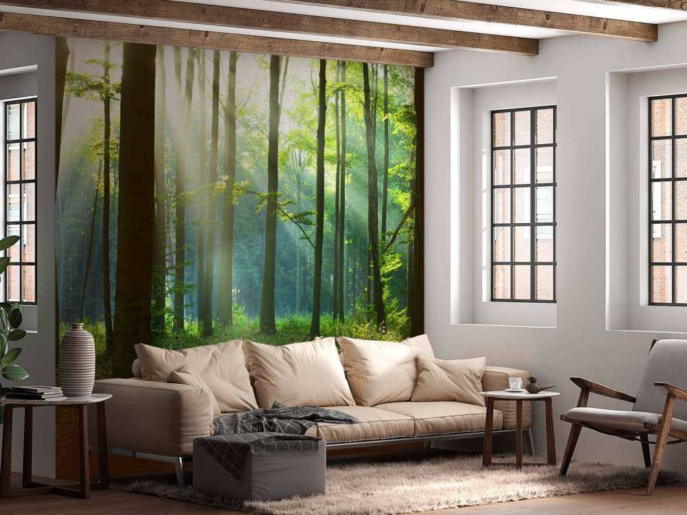 Matin dans la forêt