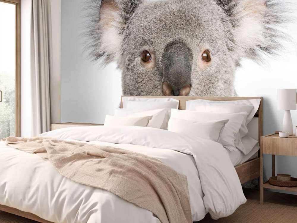 Photo d'un koala