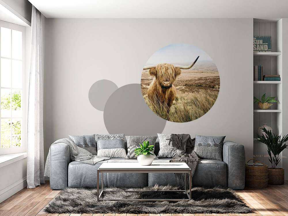 Highland écossais avec roseau