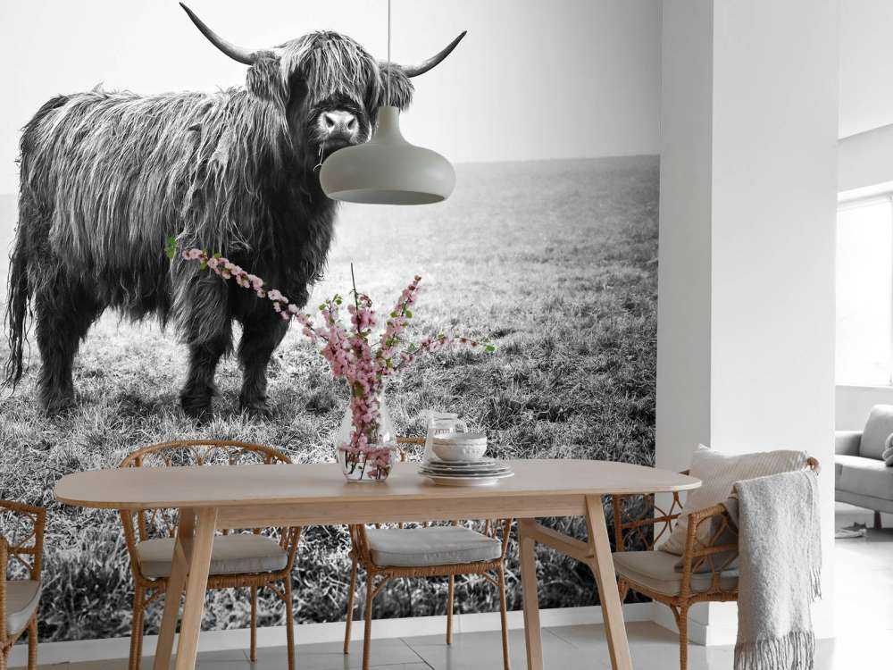 Le Highland écossais dans l'herbe