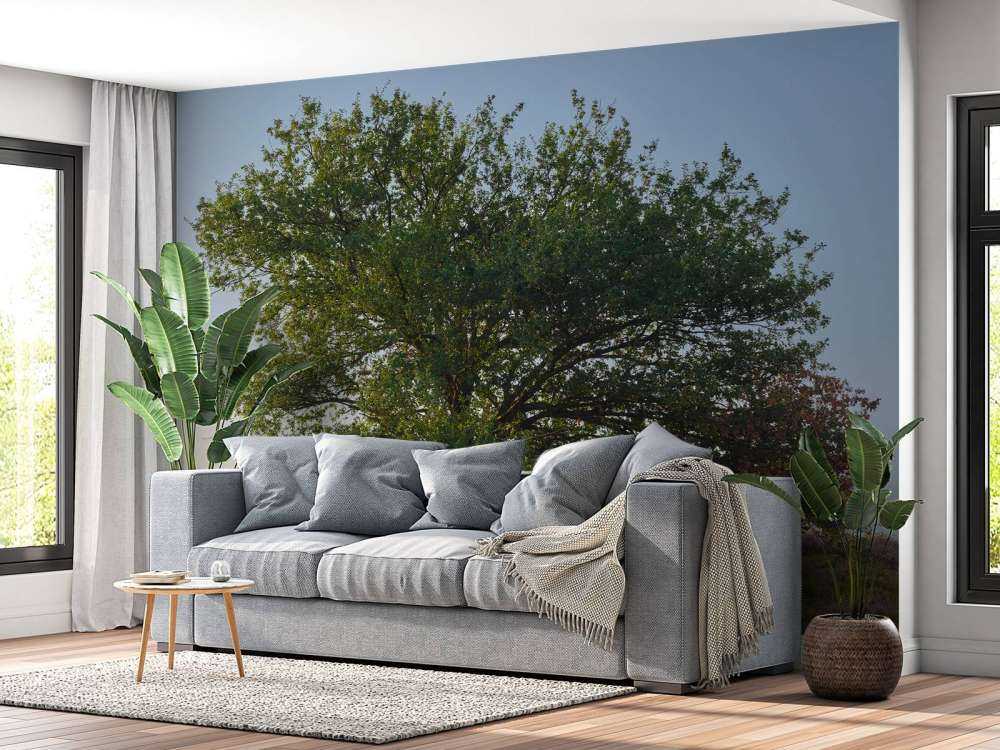 Arbre solitaire sur la lande