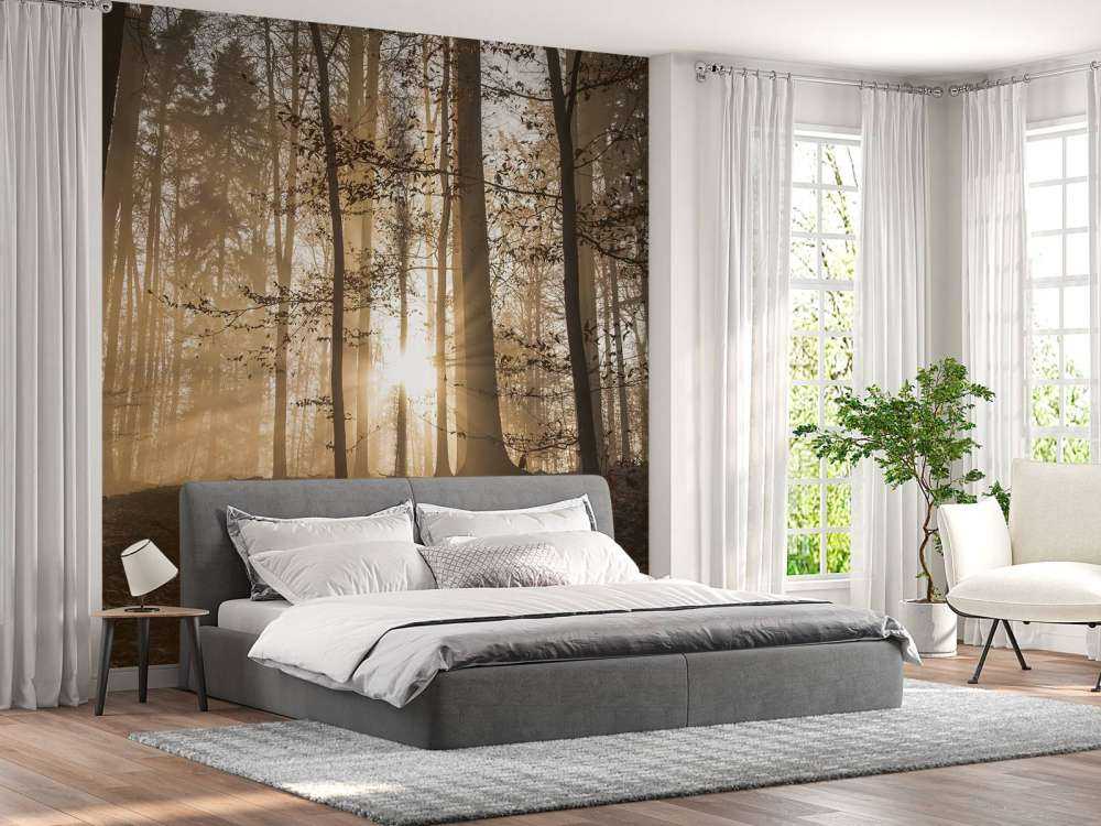 Soleil dans une forêt brumeuse