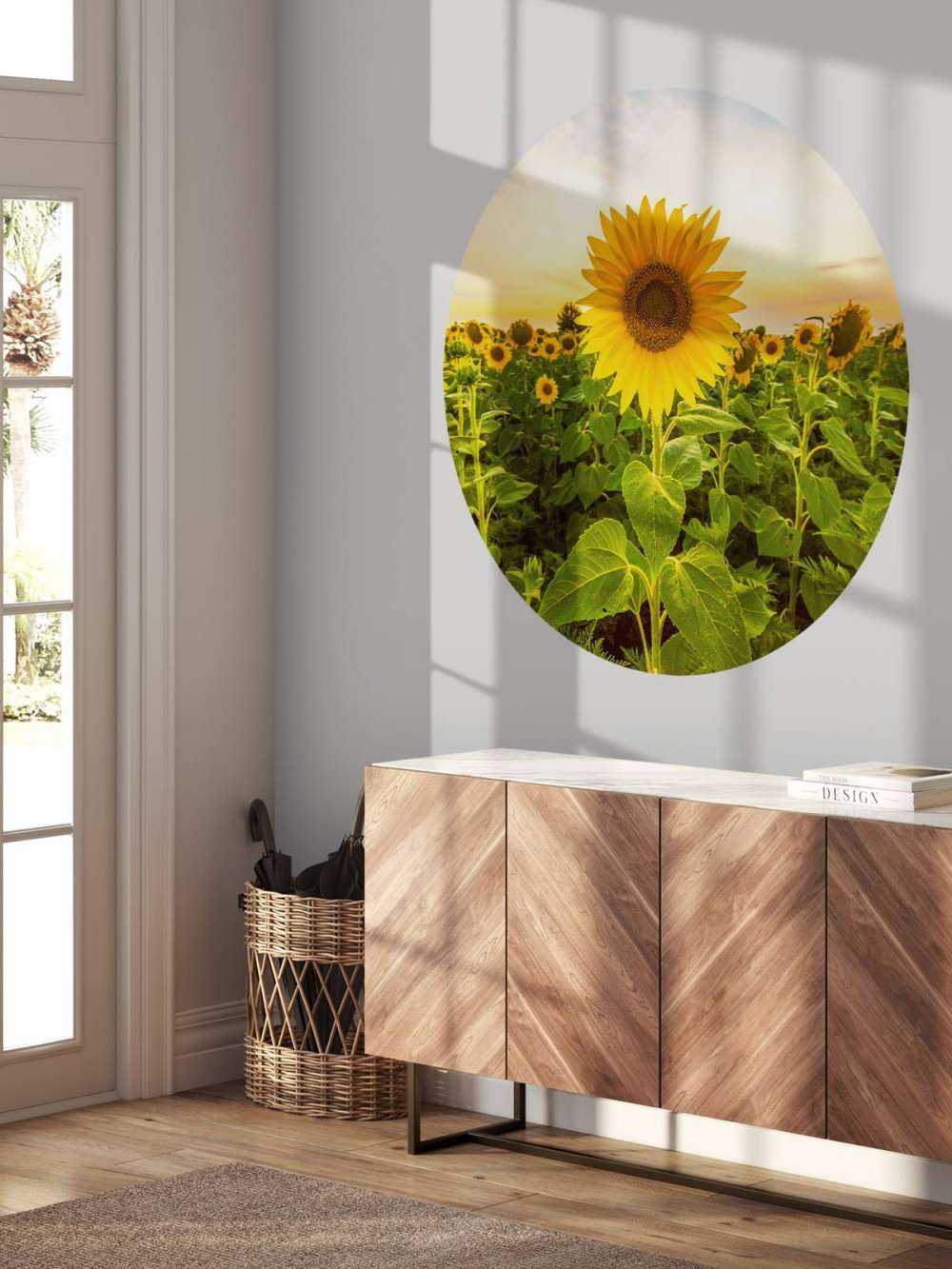 Le tournesol dans les champs