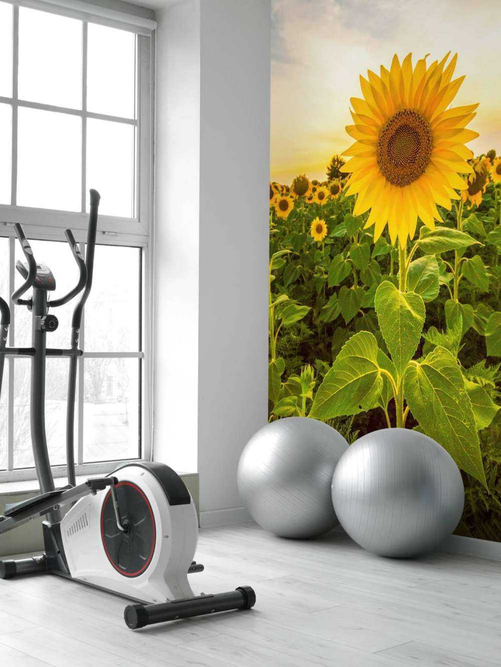 Le tournesol dans les champs