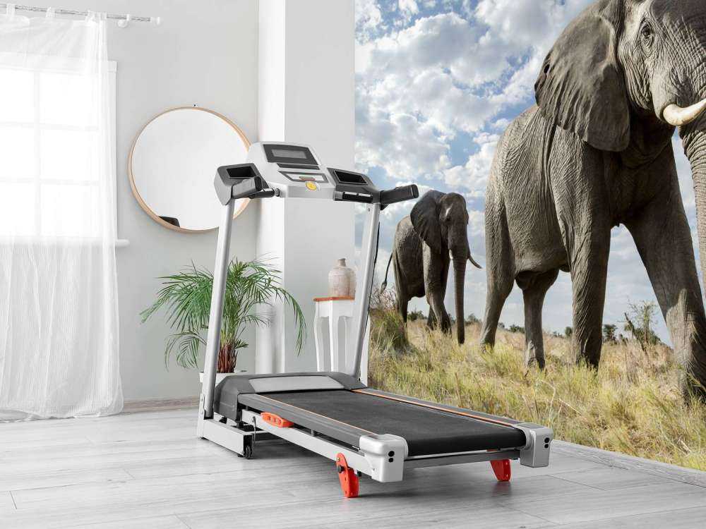 Le passage des éléphants