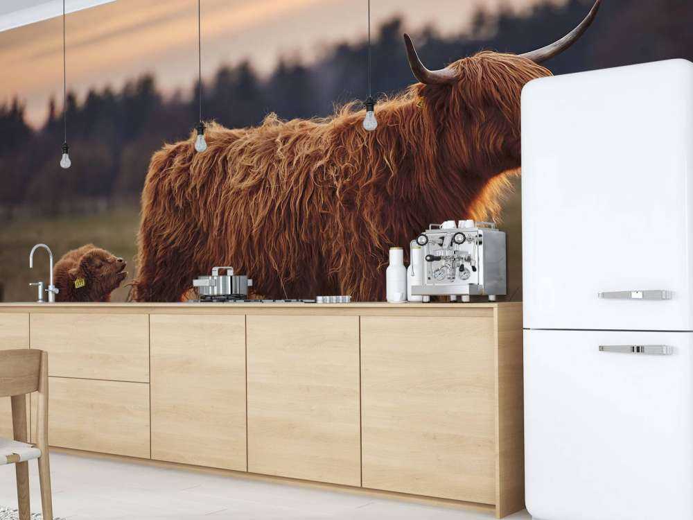 Les Highlands écossais dans la prairie