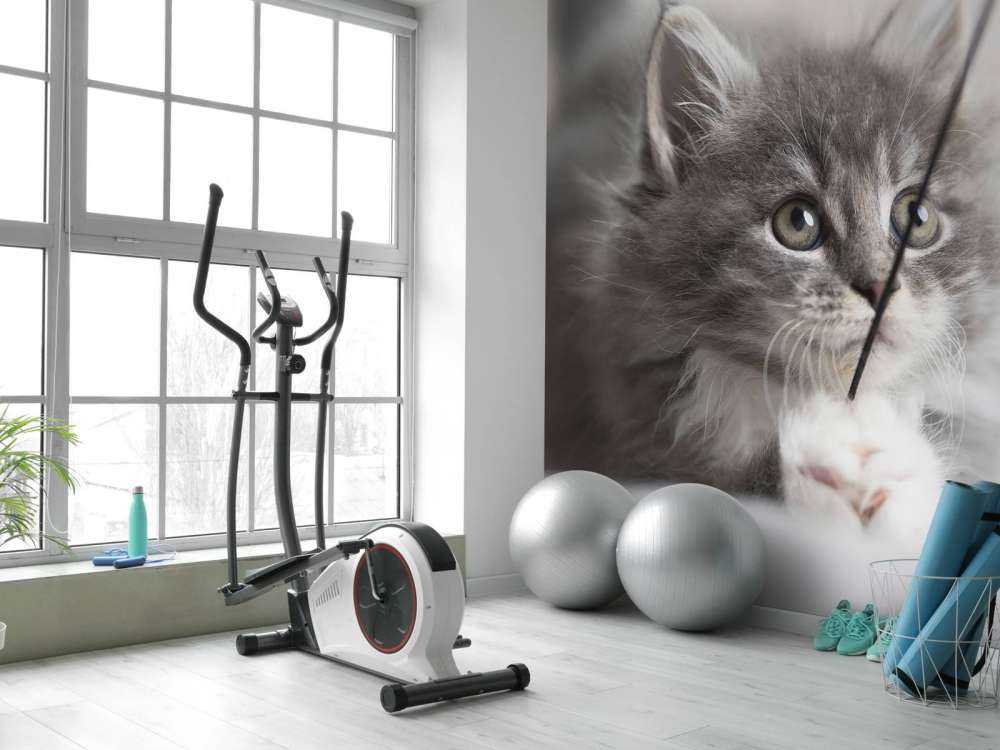 Jouer au chat