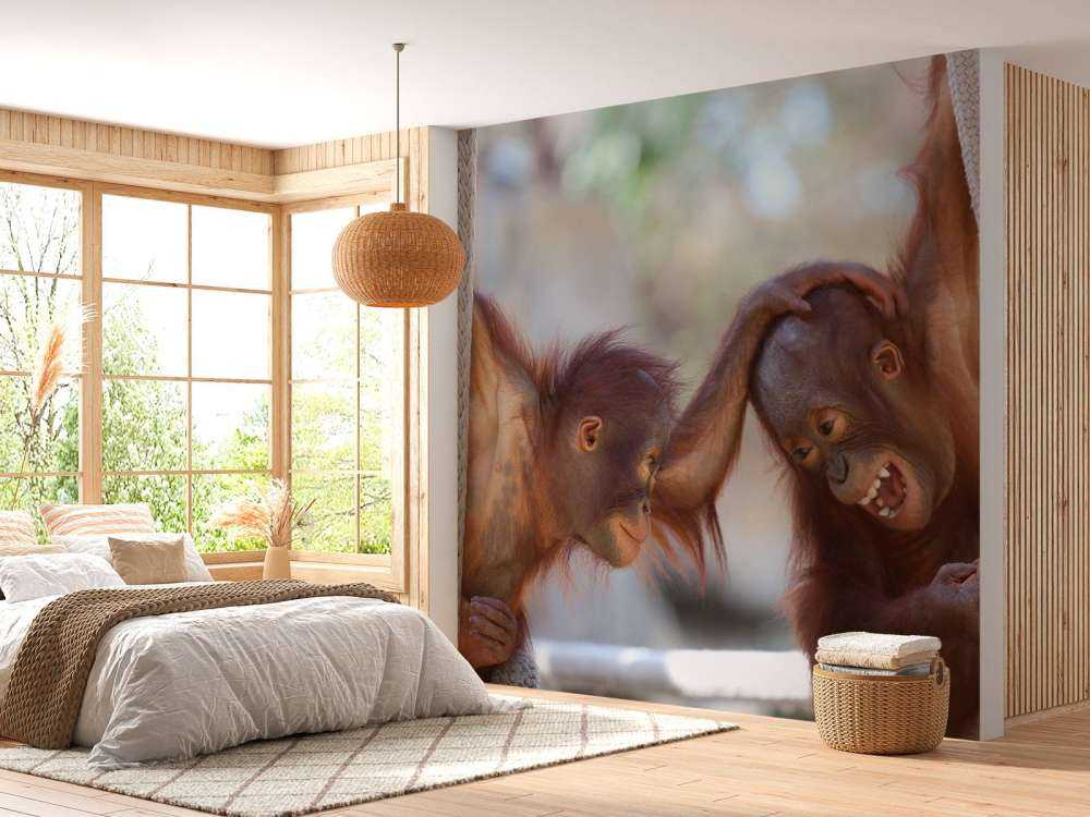 Bébés orang-outans