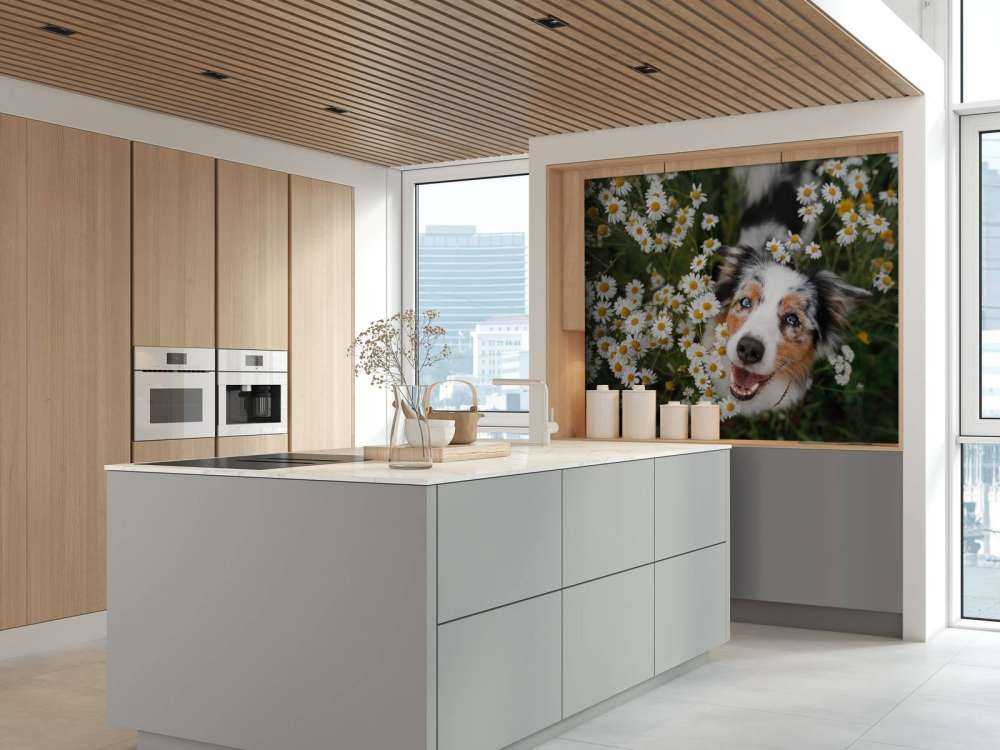 Un berger australien parmi les fleurs