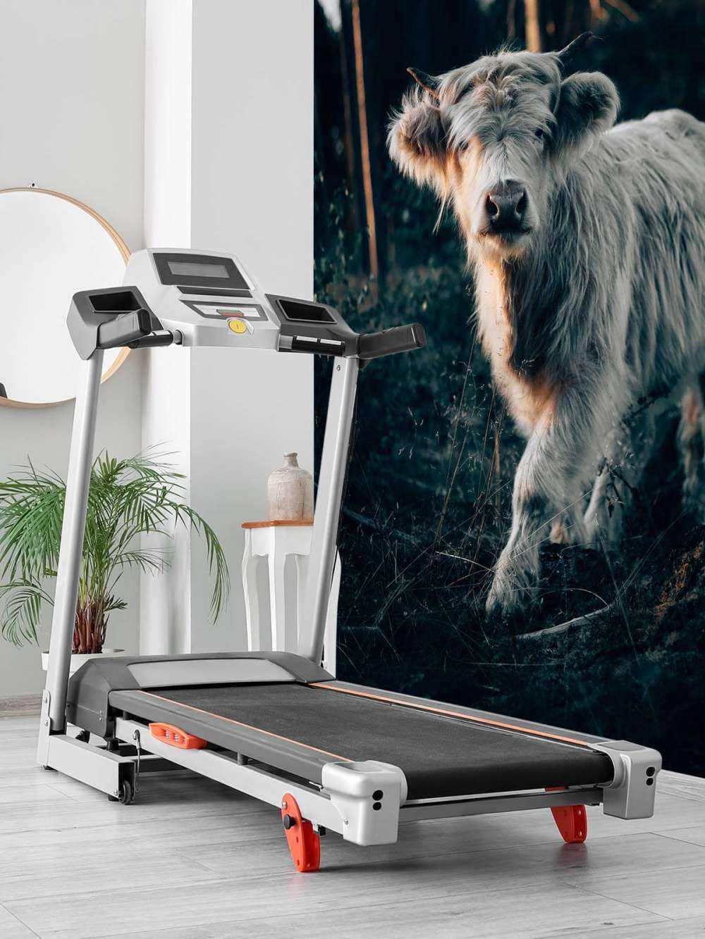 Louveteau écossais Highlander