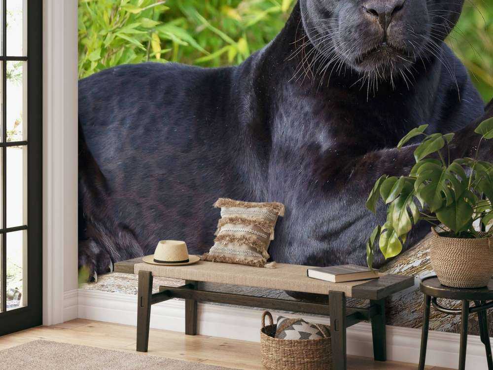 Panthère noire sur un arbre