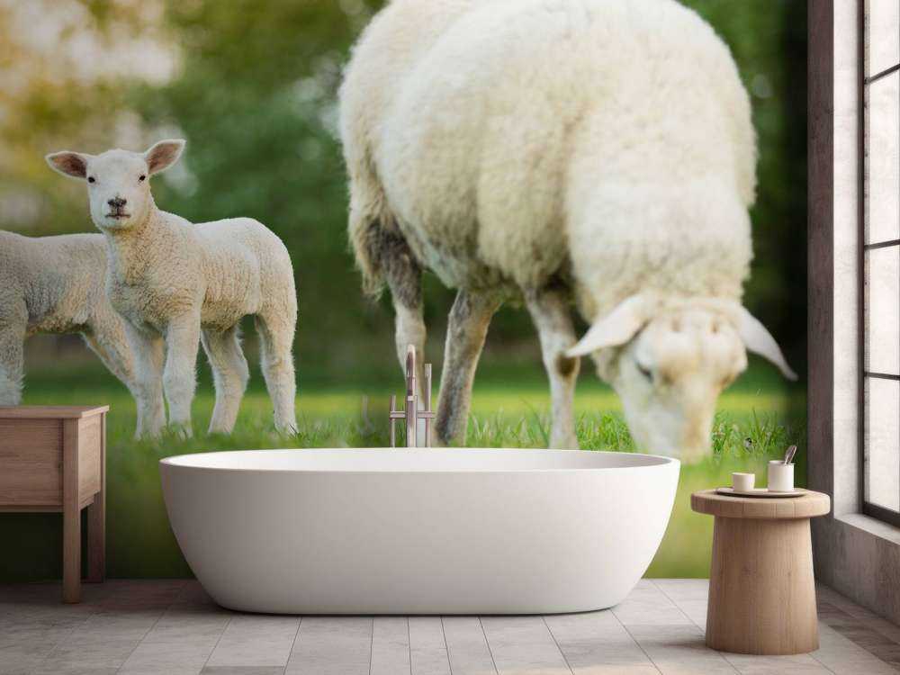 Mouton mère avec agneaux