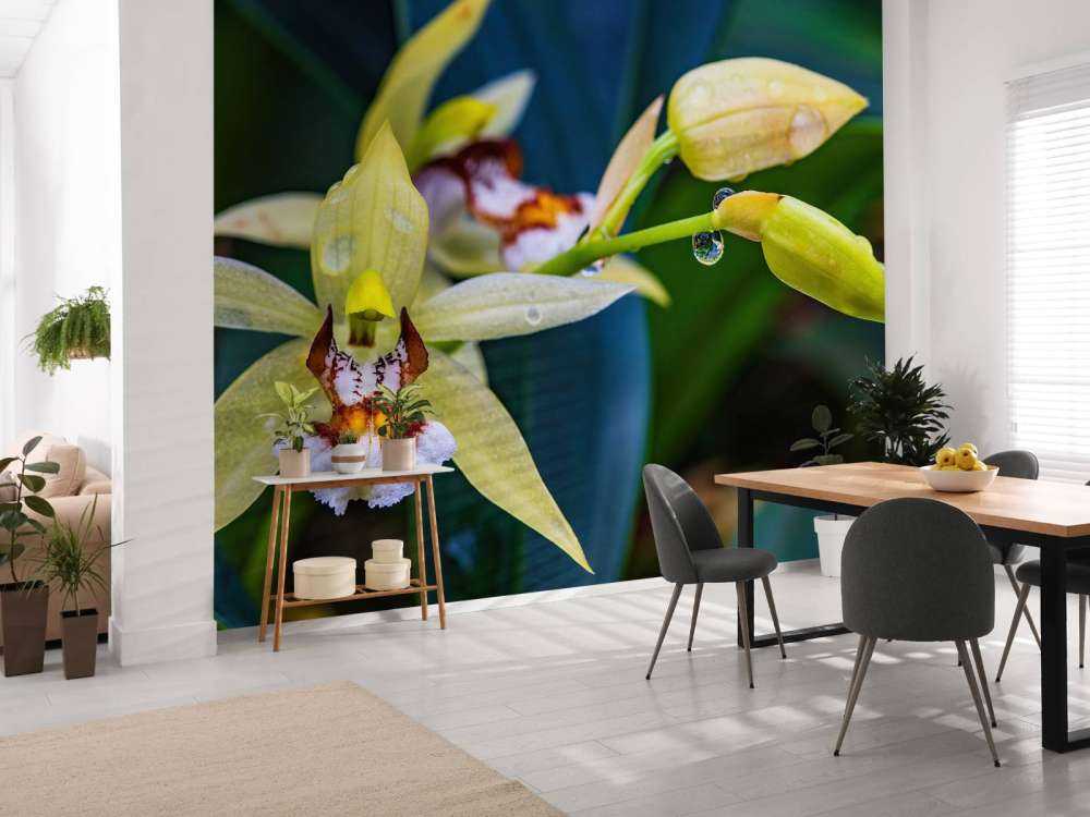 Orchidée jaune sauvage