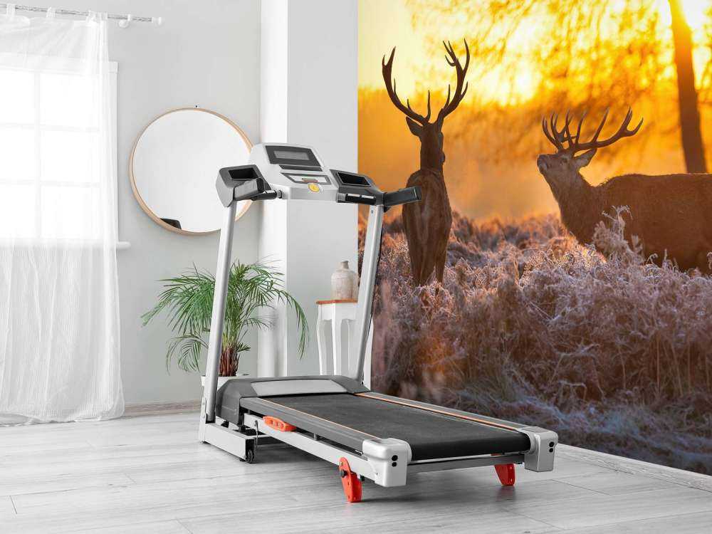 Cerfs au coucher du soleil