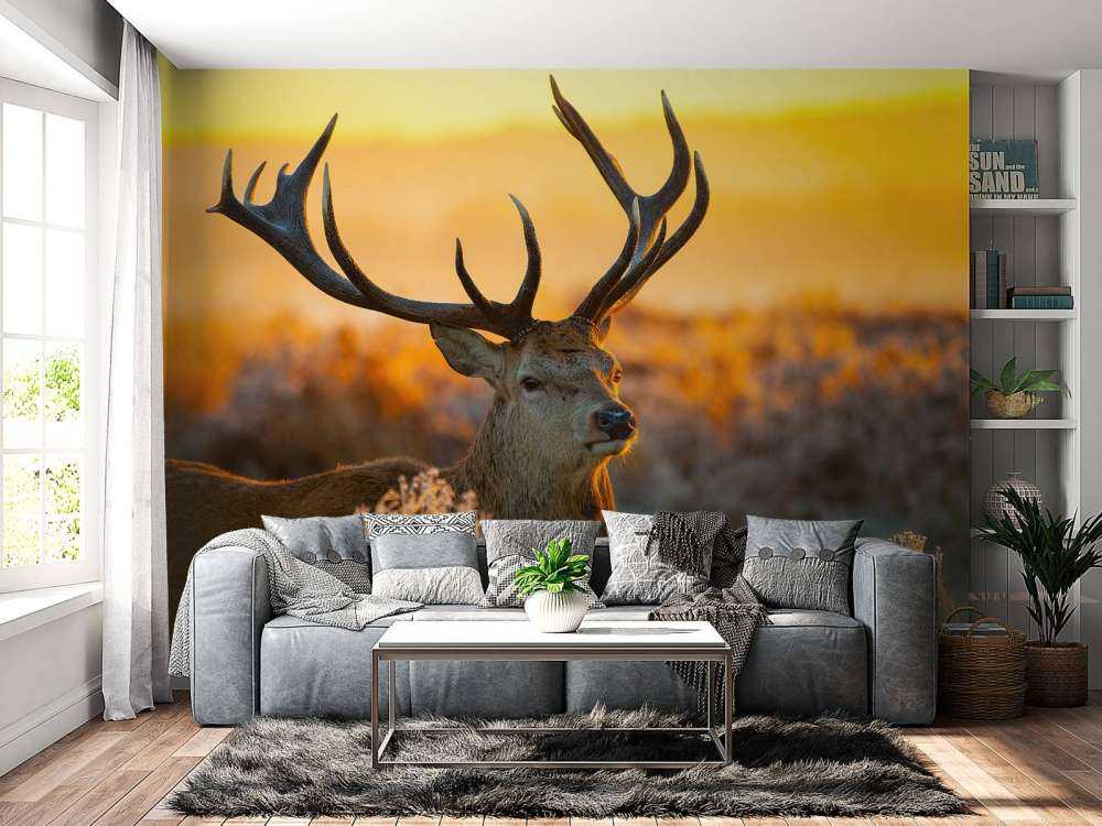 Cerf dans une réserve naturelle