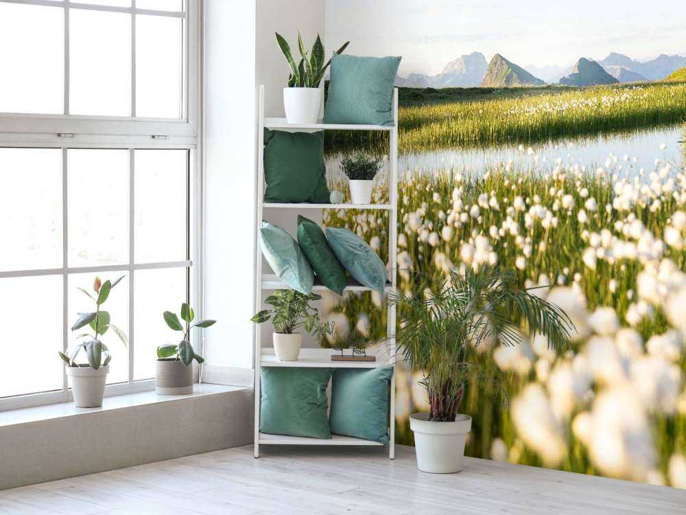 Lumière estivale sur un paysage tourbeux fleuri