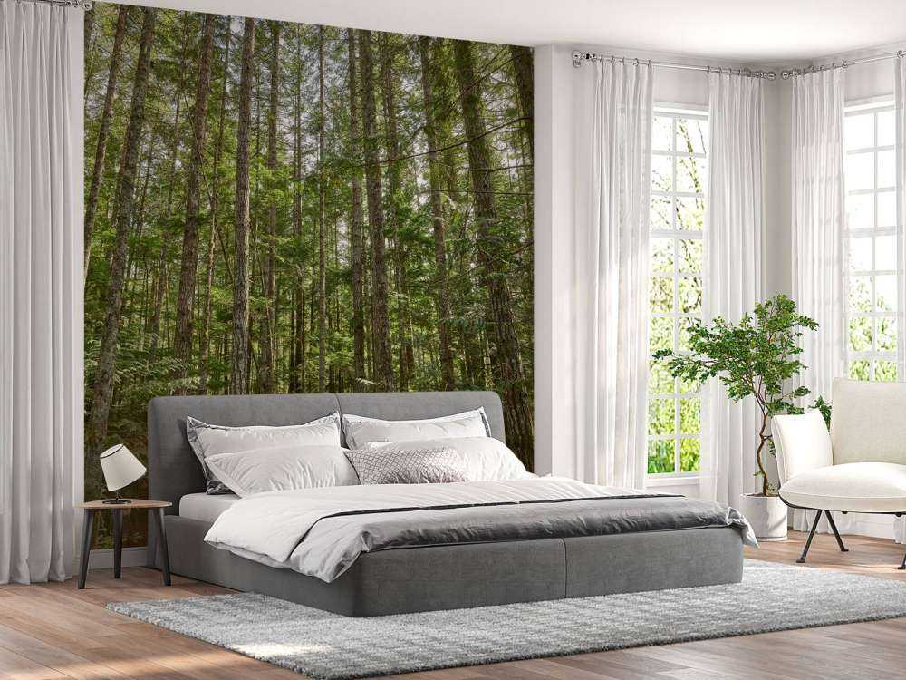 Arbres minces dans la forêt