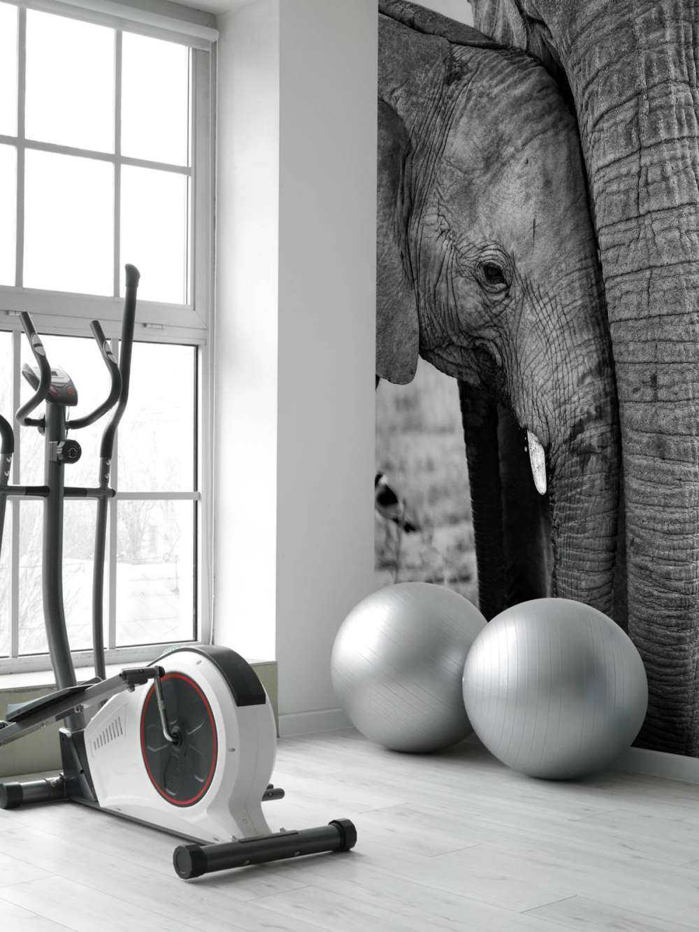 Câliner les éléphants