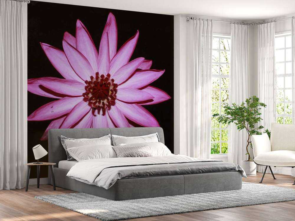 Fleur de lotus vue d'en haut