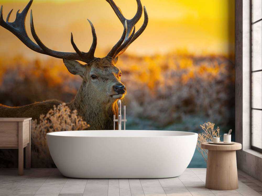 Cerf dans une réserve naturelle