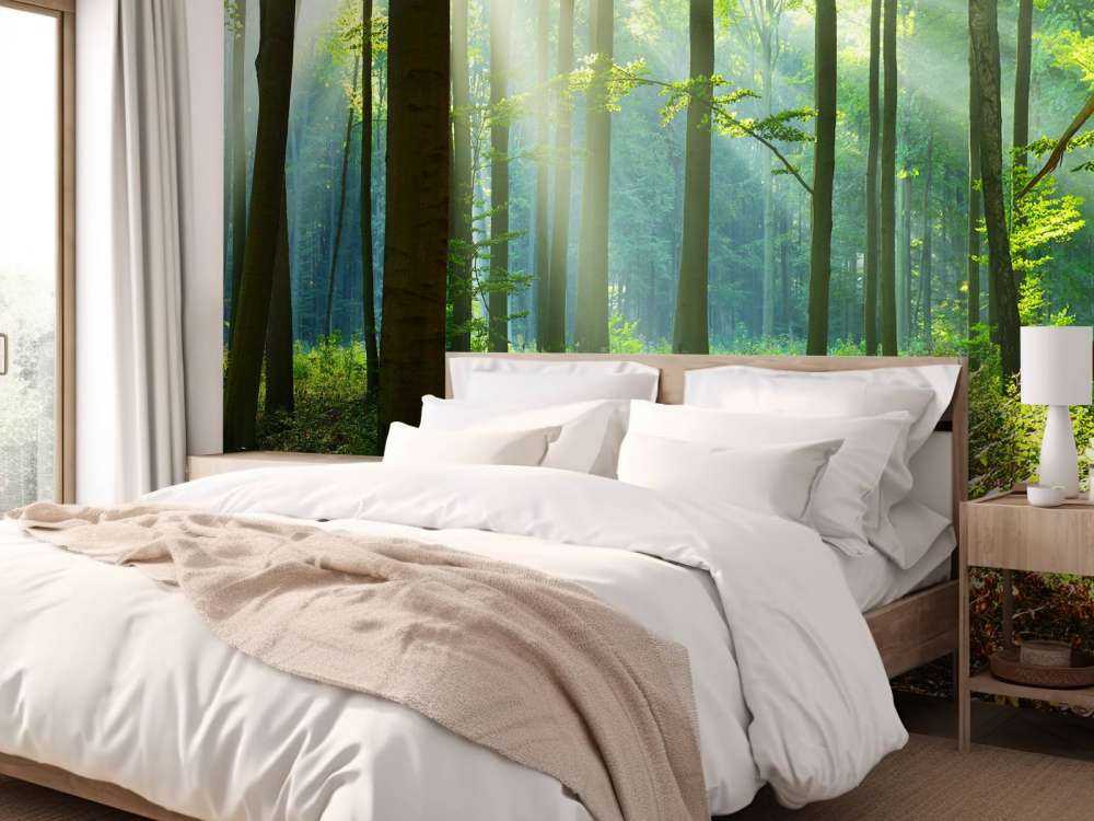 Matin dans la forêt