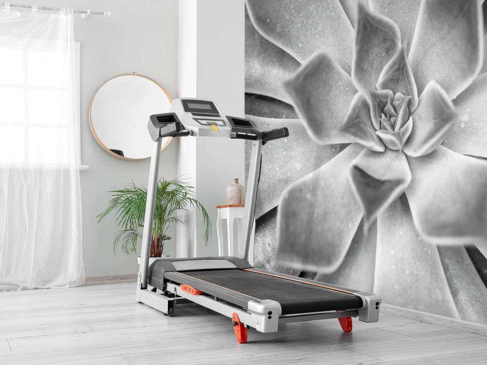 Succulent en noir et blanc