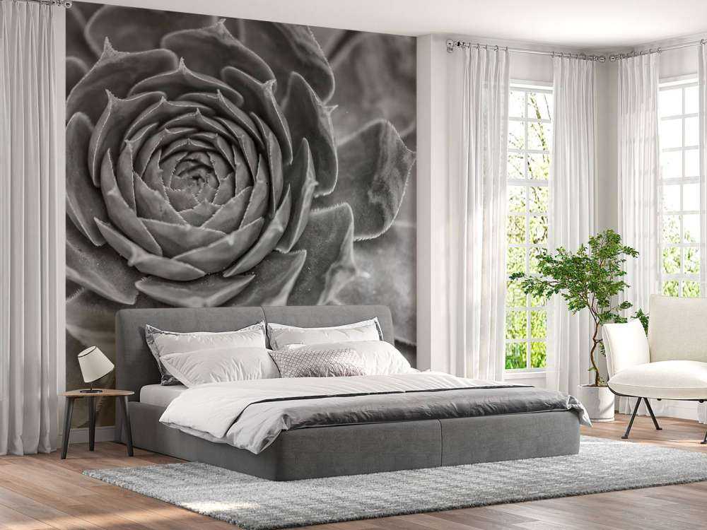 Gros plan sur une succulente