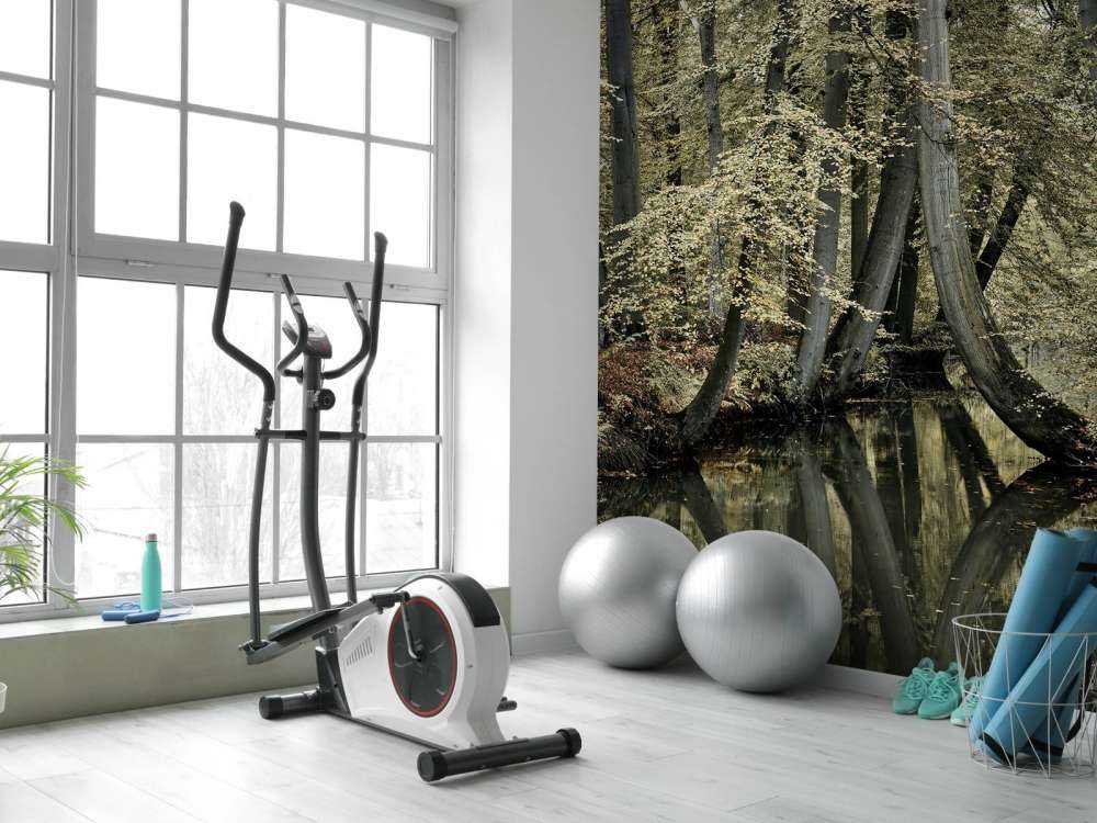 Ruisseau avec des arbres suspendus