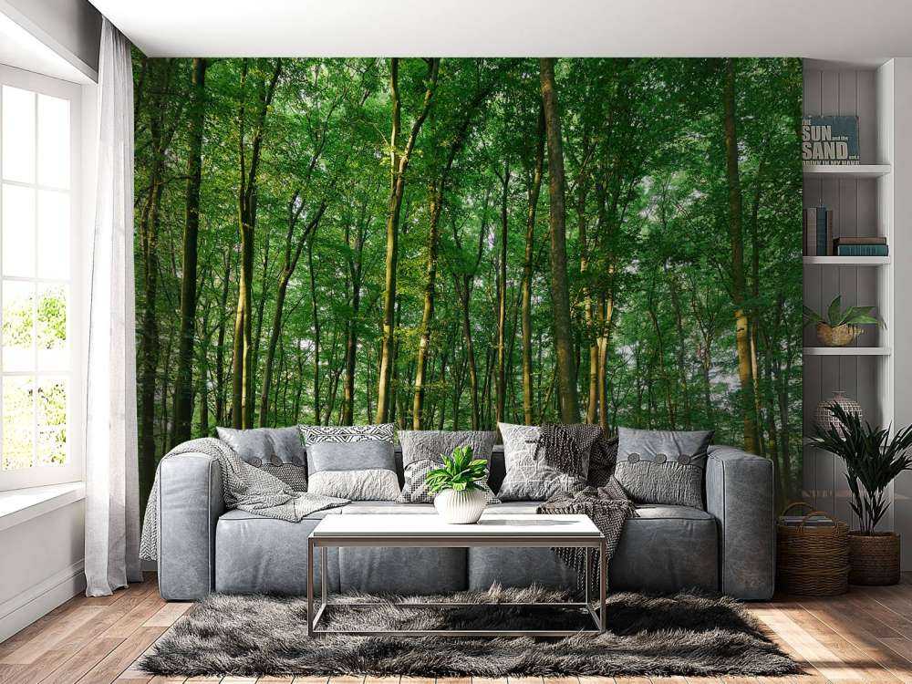 Forêt verte avec lumière du soleil