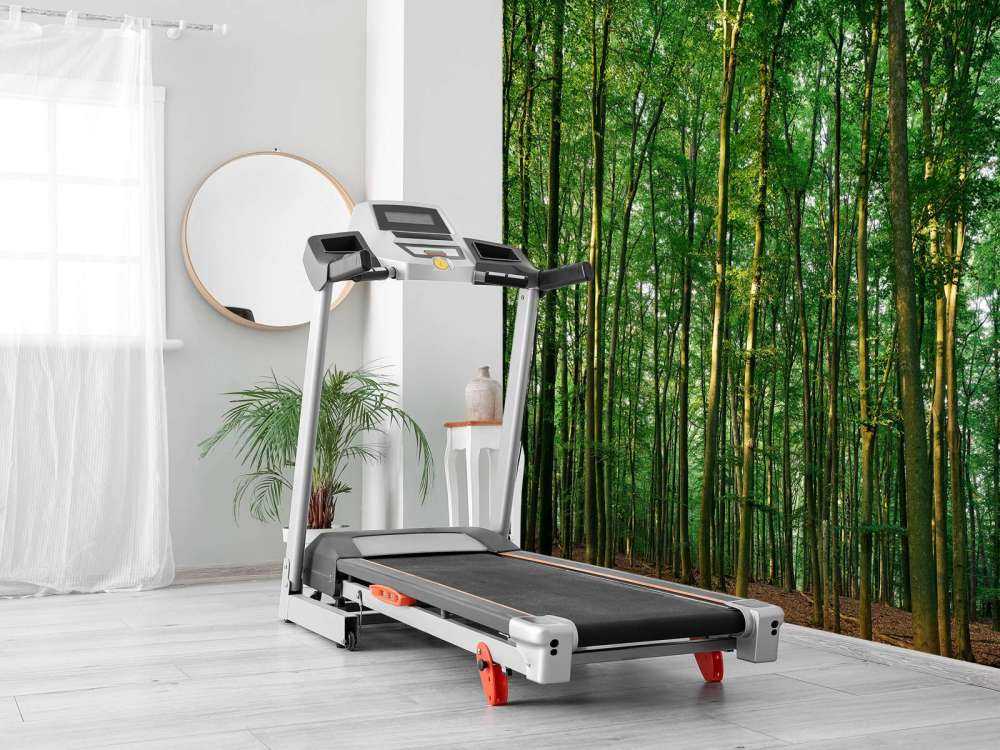 Forêt verte avec lumière du soleil