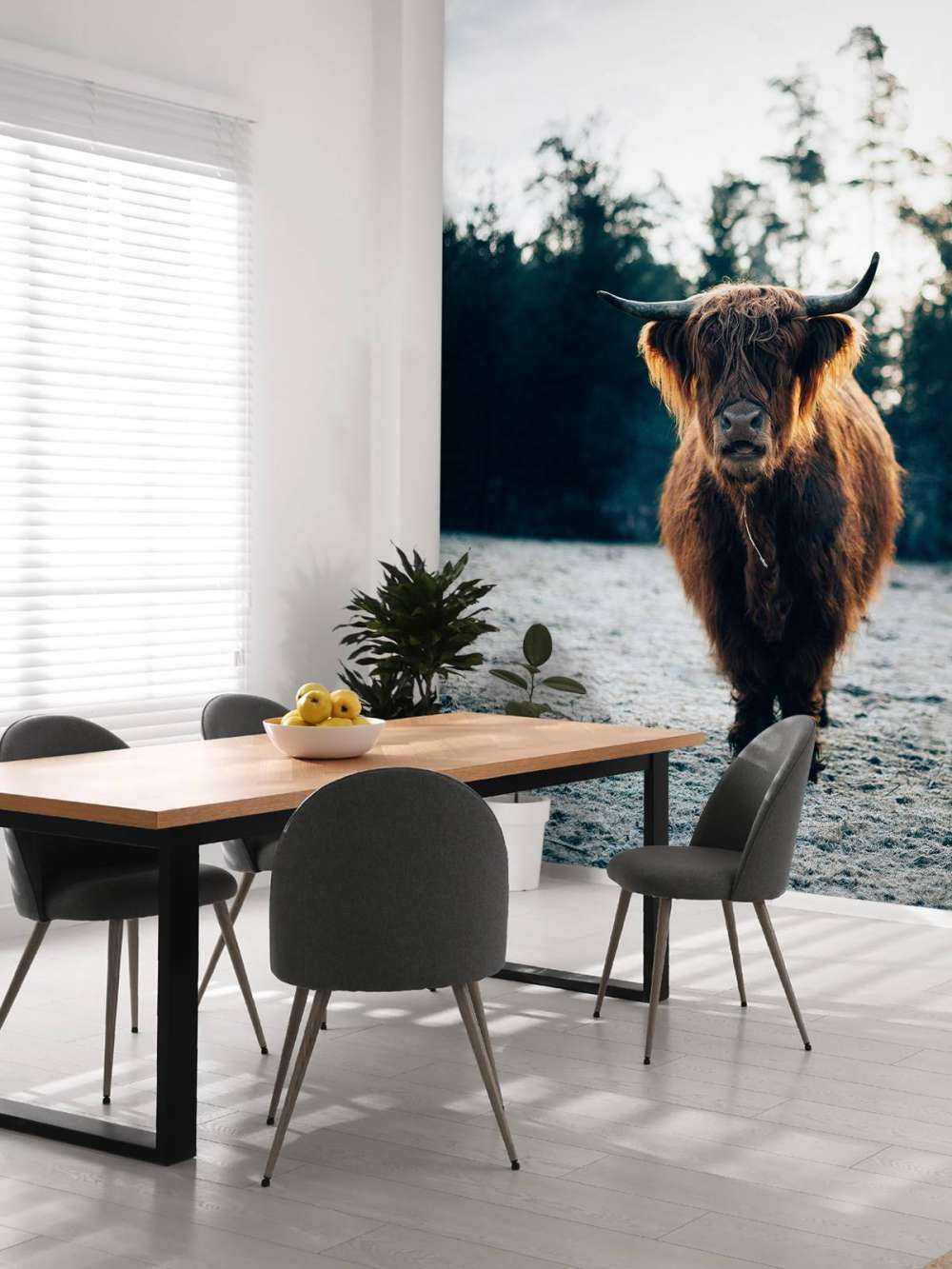 Highlander écossais dans le soleil du matin