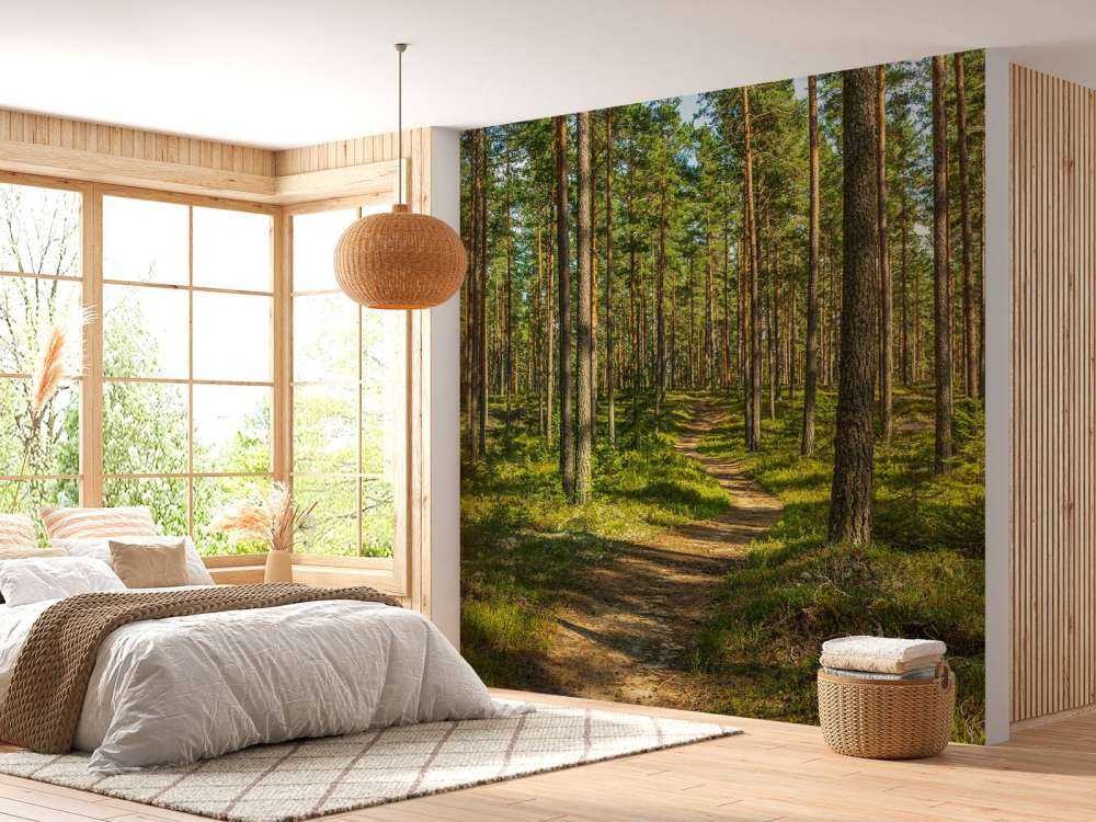 Sentier dans une forêt de pins