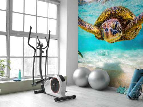 Tortue de mer dans l'océan