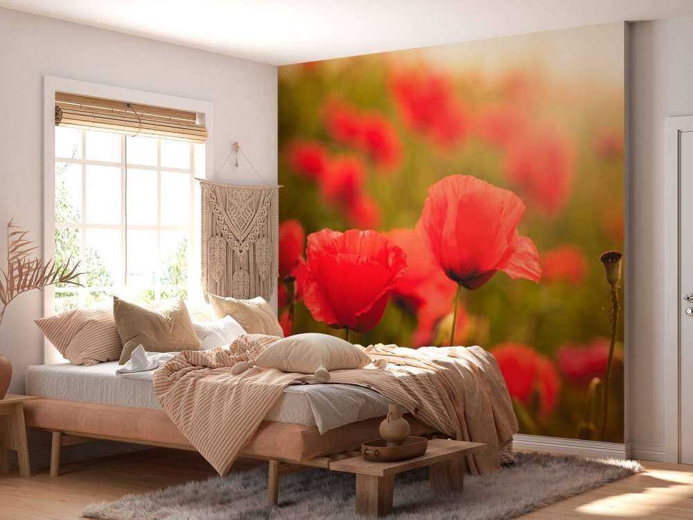 Coquelicots au lever du soleil