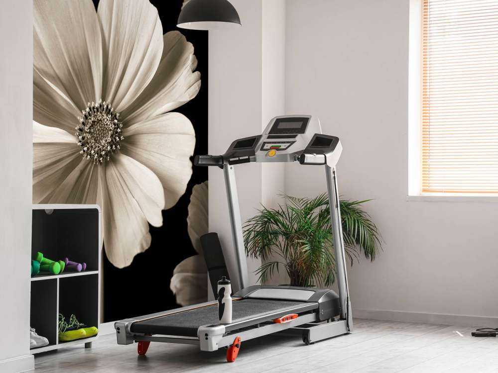 Plusieurs fleurs de cosmos