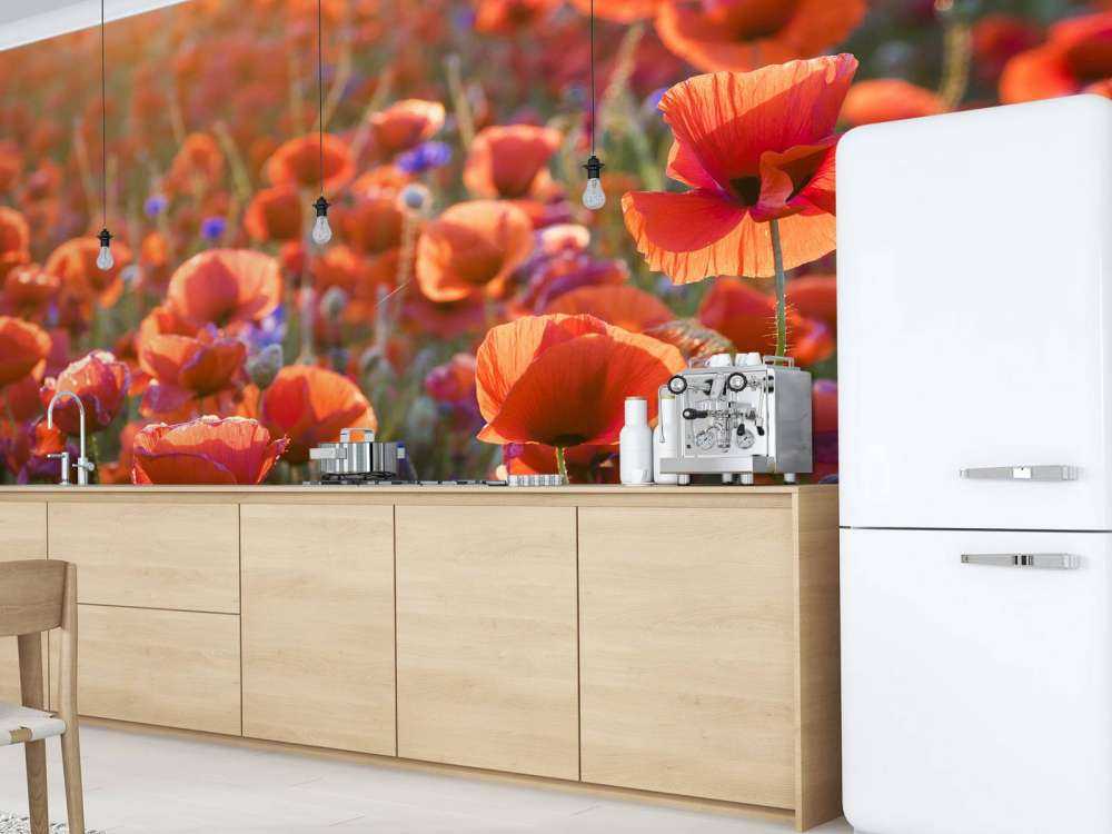 Des coquelicots dans la lumière du soir