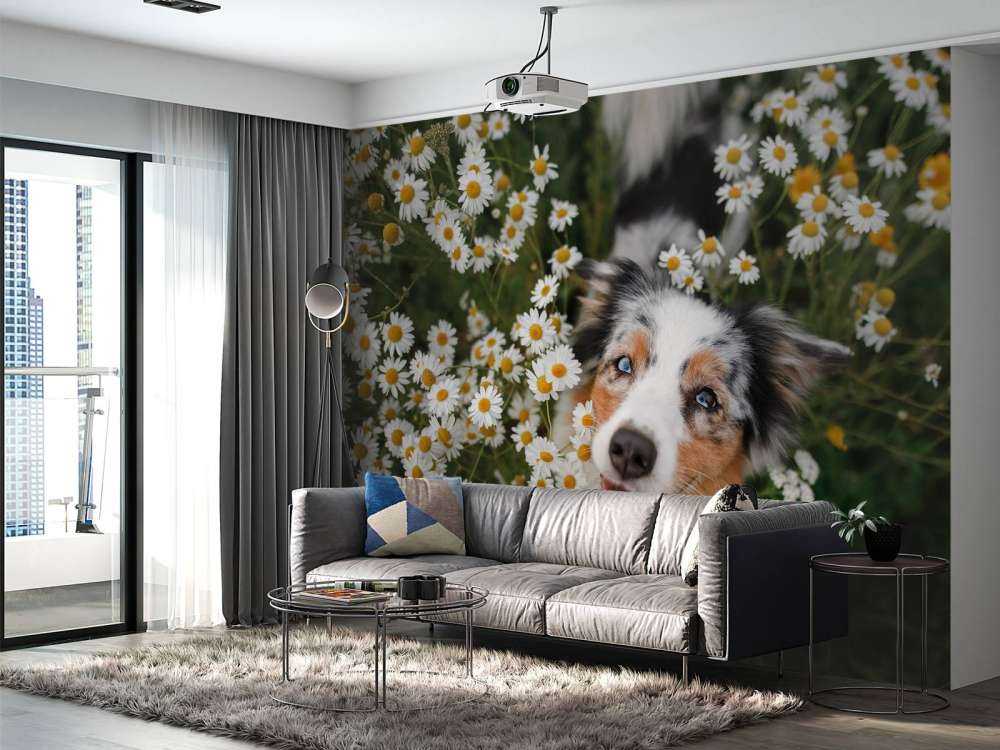 Un berger australien parmi les fleurs